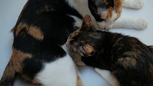 三色猫用母乳喂养小猫视频素材模板下载