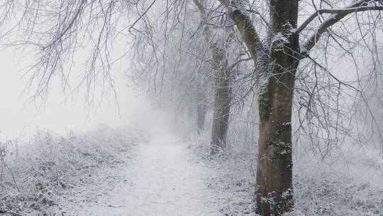 白雪覆盖林地追踪镜头