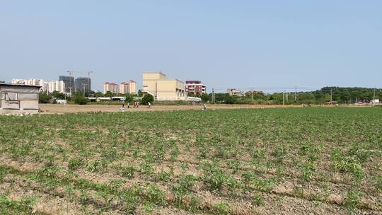 种植西红柿农耕菜田4K实拍视频