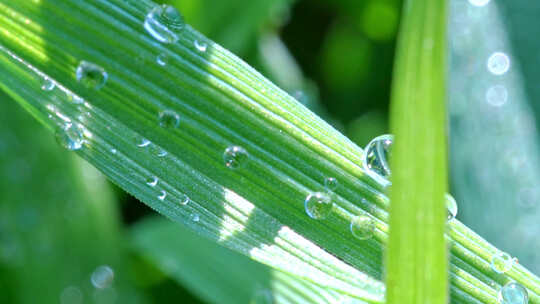 植物叶片水珠微距特写