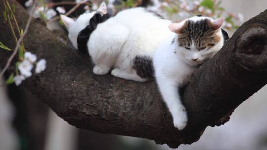 睡在樱花树枝上的猫