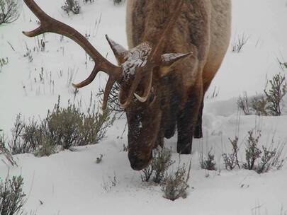 一只巨大的雄性麋鹿在雪地里吃草