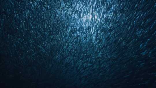 远洋捕捞鱼群在阳光照射海底不断游动
