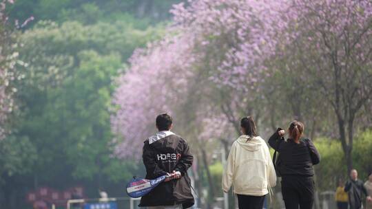 柳州蟠龙山公园紫荆花
