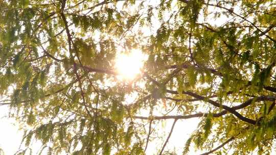 阳光逆光透过树林转场空镜视频素材模板下载