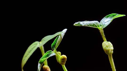 翠绿茁壮的嫩芽