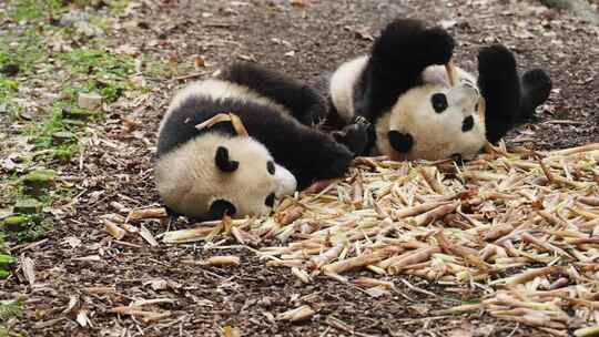 两只可爱国宝大熊猫懒洋洋躺在地上吃竹笋视频素材模板下载
