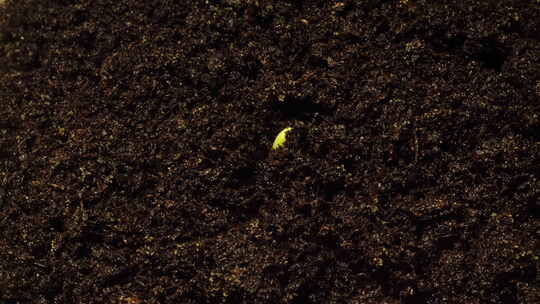 植物生长发芽延时