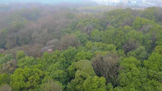 杭州植物园公园春天户外美景风景视频素材