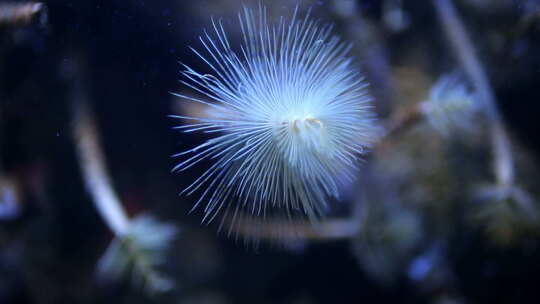 水族馆中的海洋生物