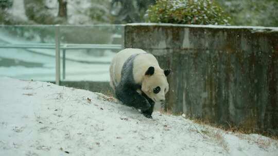 大熊猫雪地玩耍