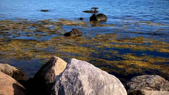 一只海鸟栖息在海面的岩石上