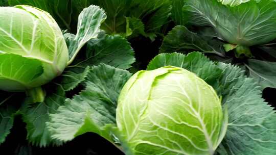 温室大棚蔬菜种植场景