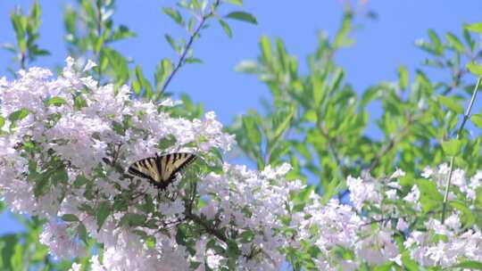 美丽的花蝴蝶自然美丽视频素材模板下载