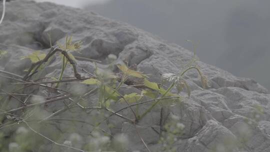 画家山区野外写生视频素材模板下载