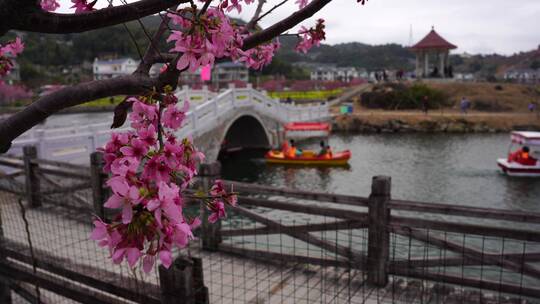 花开 春游踏青 游玩油菜花 公园赏花