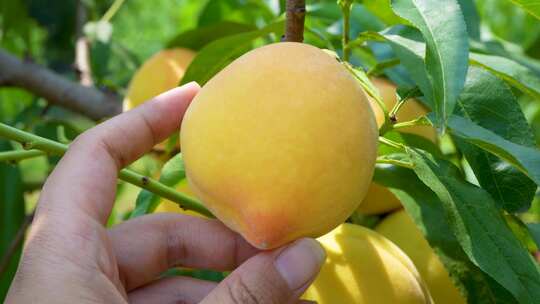 黄桃种植基地果园