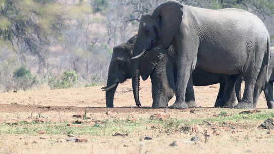 非洲象（Loxodonta Africa ana）从沙子上挖的洞里扔水，慢动作，120fps