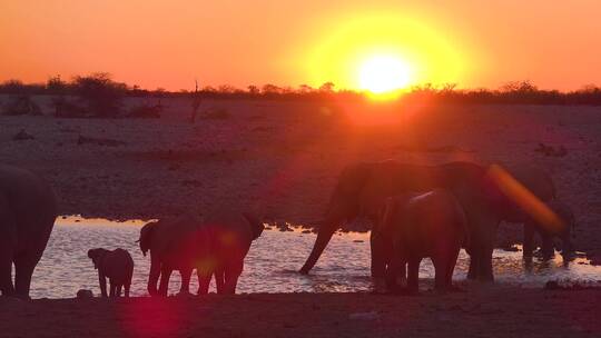 非洲草原喝水的大象视频素材模板下载