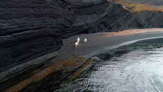 北极熊，格陵兰岛，岩石形成，海