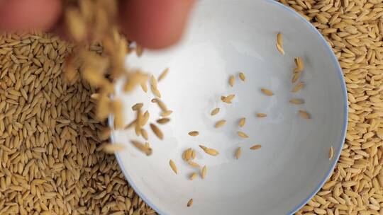 手中的稻谷大米掉落在碗中