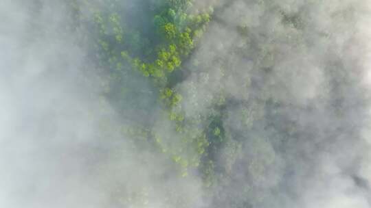 航拍云雾中的茶山