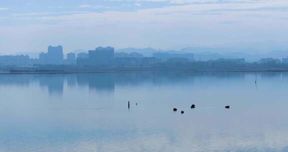 杭州余杭南湖生态环境野鸭栖息风光