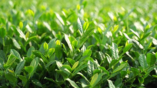 安溪茶园茶树茶叶特写绿色植物风景自然生态