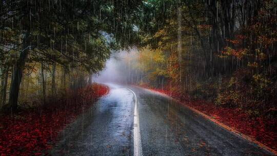深秋天 下雨中树林红叶中线的道路 公路