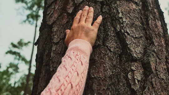 抚摸参天大树的表皮
