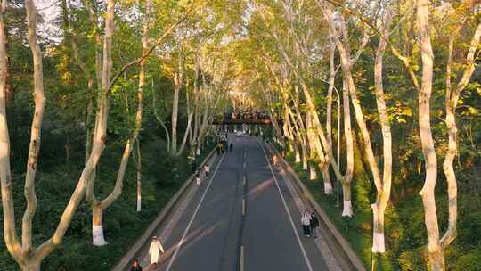 南京秋天 梧桐大道 陵园路