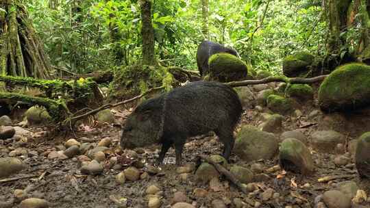 热带雨林中的羽衣甘蓝野猪