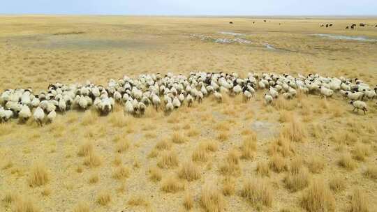 金色草原羊群奔跑放牧户外风光航拍