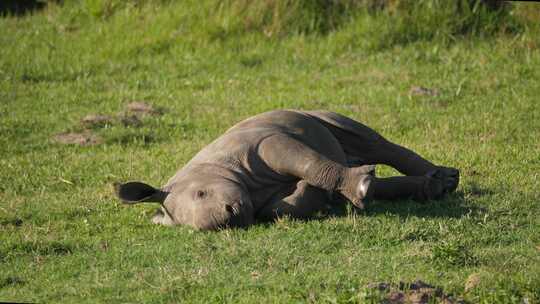 孤独的白犀牛小牛侧卧着，看着镜头。