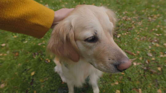 雌性手抚摸法国猎犬的特写