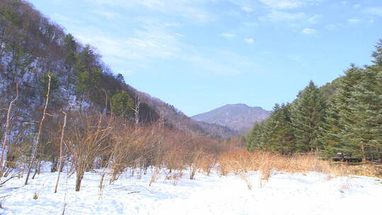 金丝猴在雪地上