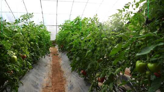 西红柿 番茄 蔬菜大棚 蔬菜 农民干活
