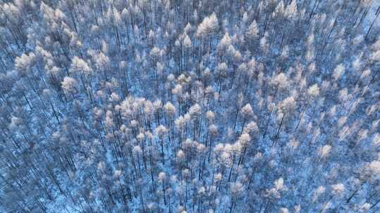 航拍大兴安岭阳光雪林