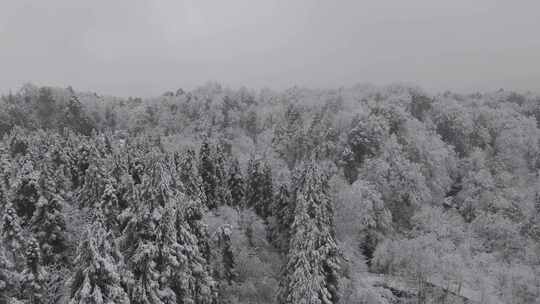 四川雅安泥巴山雪景树林雾凇实拍