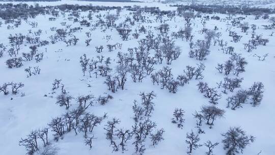 唯美雪原美景 水墨丹青画卷