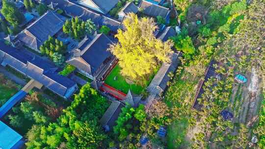 古观音禅寺银杏树秋景