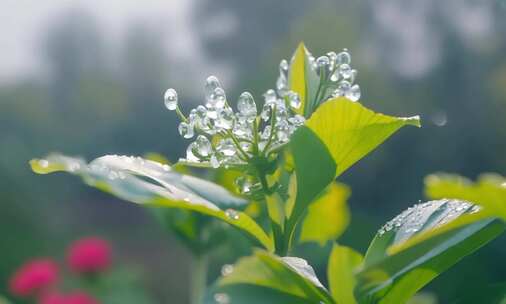 雨后的春日花园，花朵上的雨珠闪闪发光