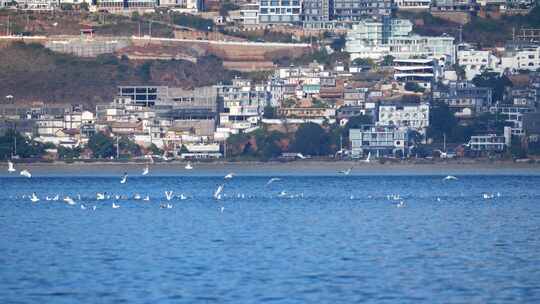 【精品】海鸥红嘴鸥大理洱海昆明滇池