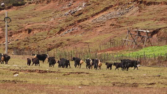 高源牦牛生活视频动物世界休闲的放牧生活