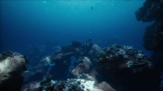珊瑚礁和鱼类的浅海底