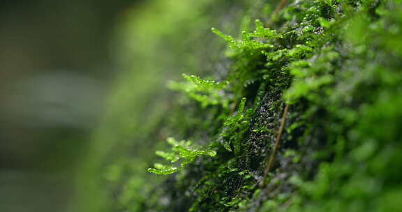 大自然 山野 细雨 苔藓