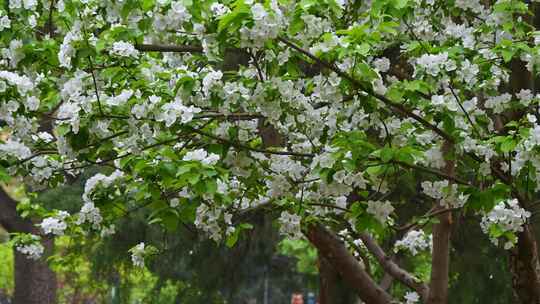春天白色海棠花花瓣凋落