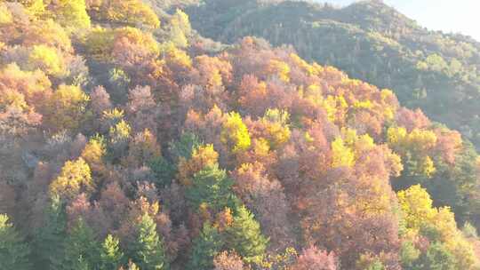 秋天森林山脉风景