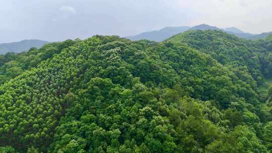 航拍森林群山青山绿水绿树