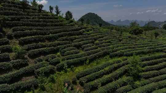 茶园茶叶采茶茶文化茶山高山